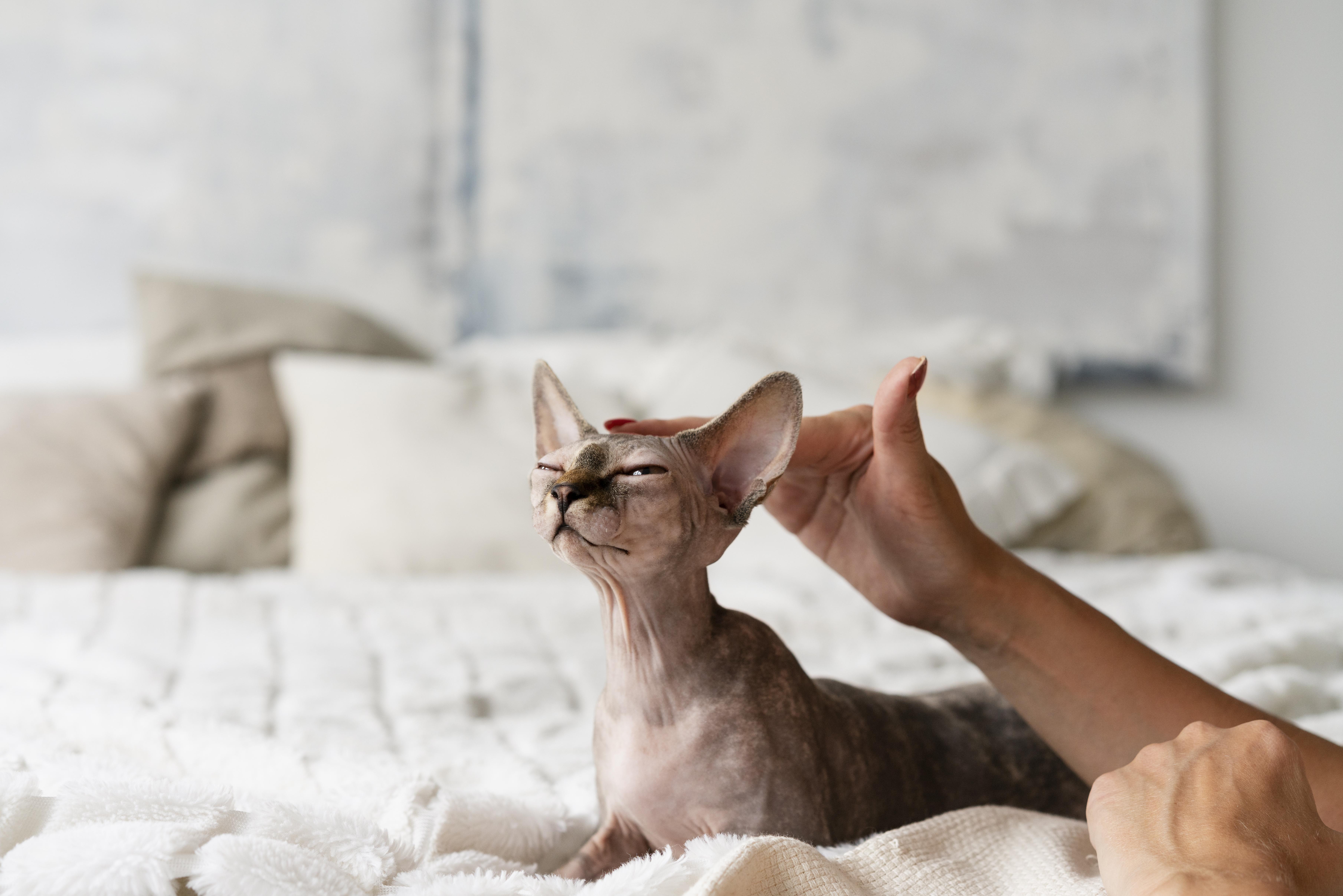 Cat receiving a calm grooming session