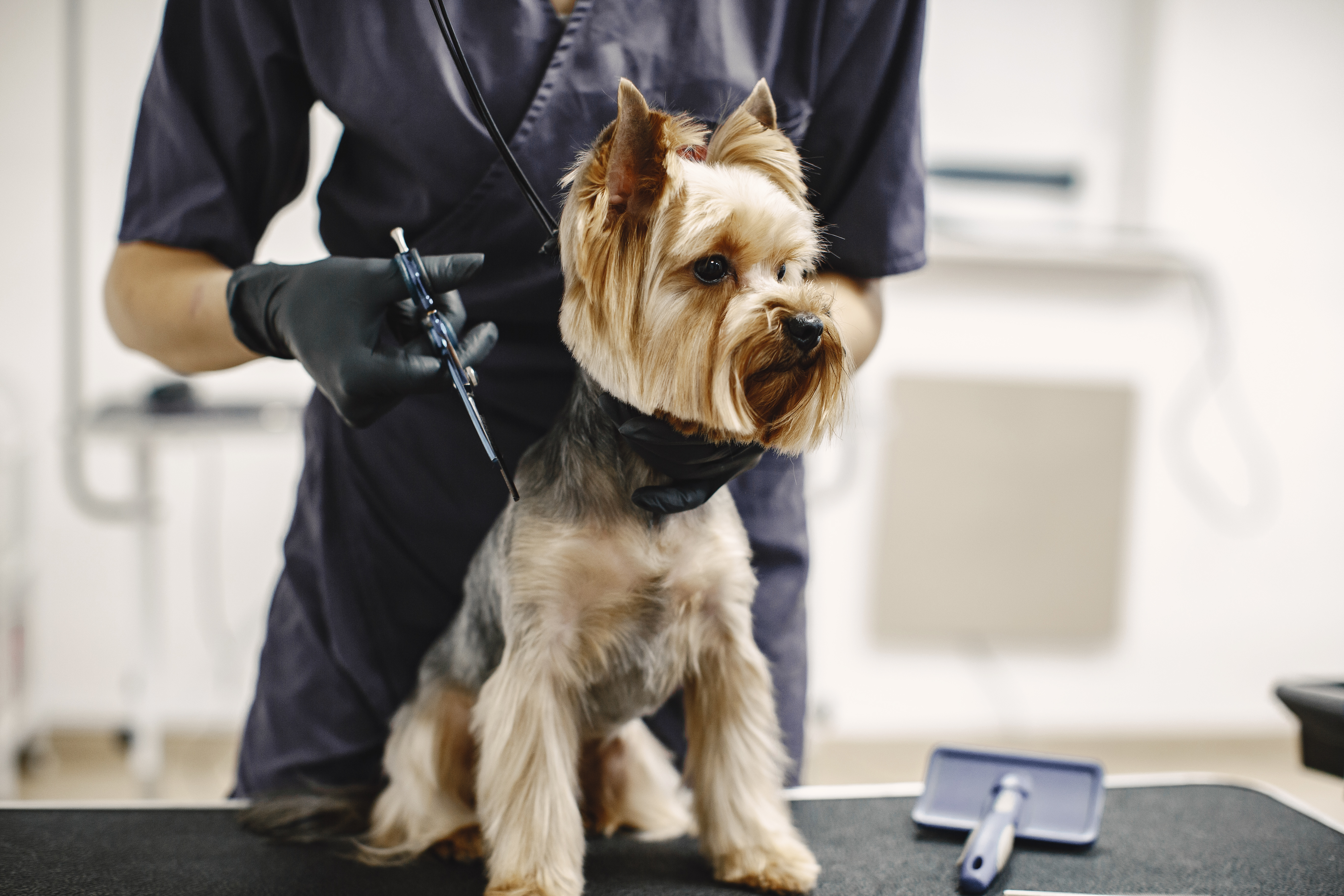 Groomer working on a medium-size dog