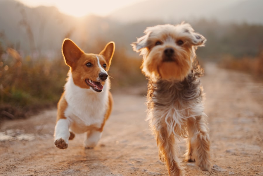 Two Pet Sprucez groomers preparing equipment at the studio